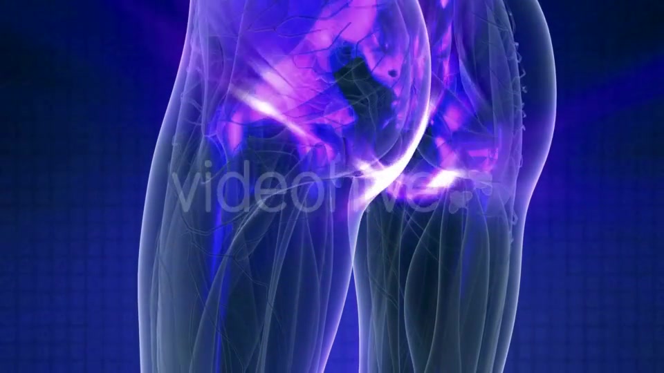 Human Body with Visible Skeletal Bones - Download Videohive 20987067