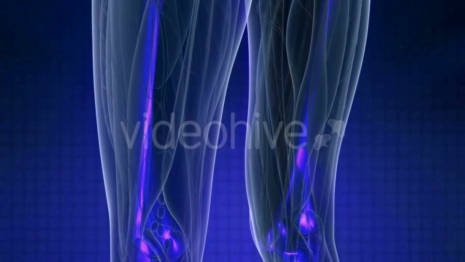 Human Body with Visible Skeletal Bones - Download Videohive 20987067