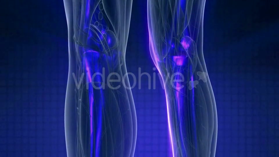 Human Body with Visible Skeletal Bones - Download Videohive 20987067