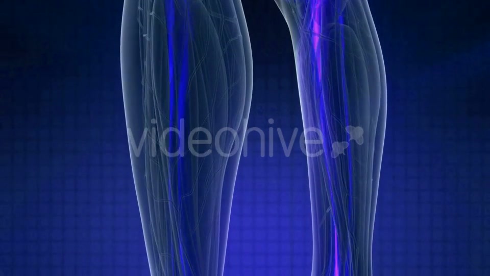 Human Body with Visible Skeletal Bones - Download Videohive 20987067