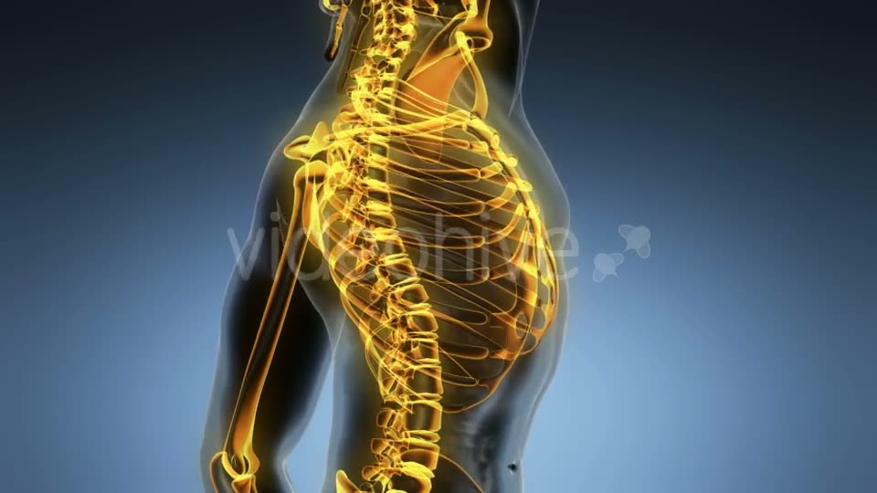 Human Body with Visible Skeletal Bones - Download Videohive 20987083