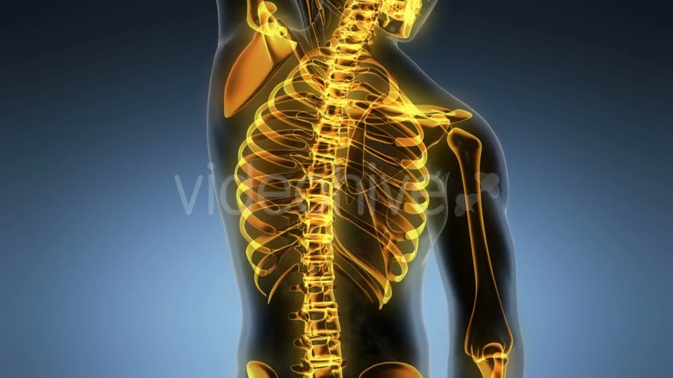 Human Body with Visible Skeletal Bones - Download Videohive 20987083