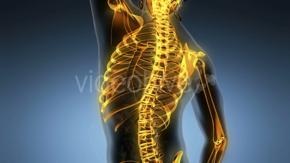 Human Body with Visible Skeletal Bones - Download Videohive 20987083