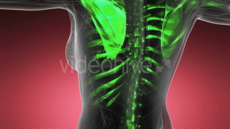Human Body with Visible Skeletal Bones - Download Videohive 21082198