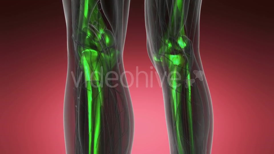 Human Body with Visible Skeletal Bones - Download Videohive 21082198