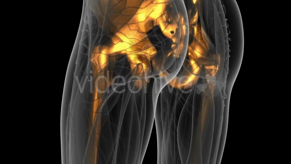 Human Body with Visible Skeletal Bones - Download Videohive 21082299