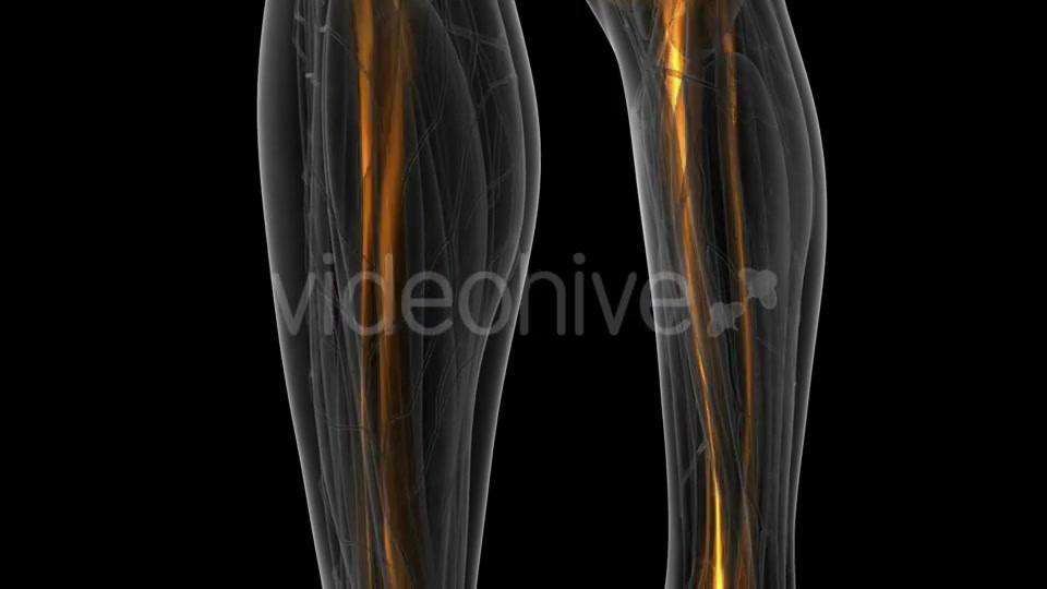 Human Body with Visible Skeletal Bones - Download Videohive 21082299