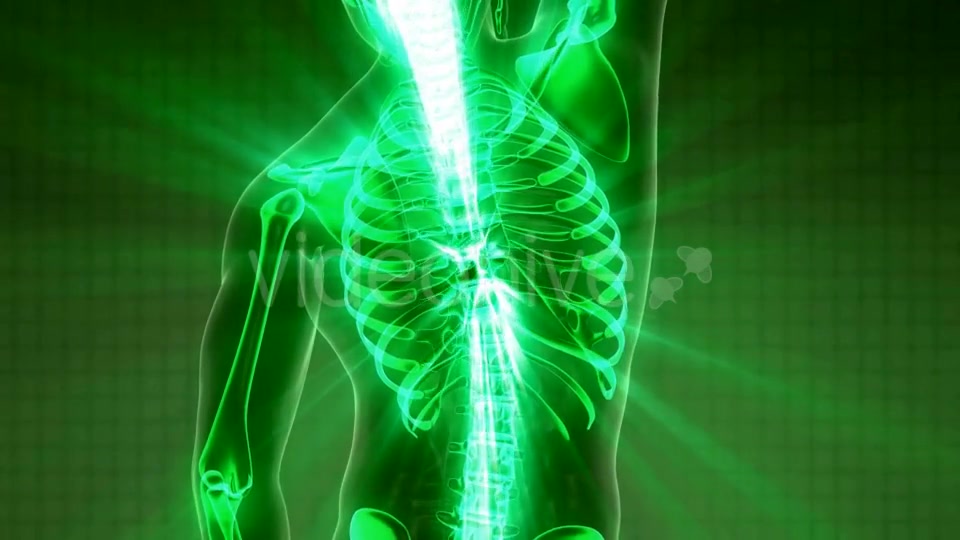 Human Body with Visible Skeletal Bones - Download Videohive 21082486