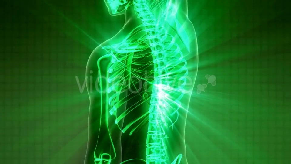 Human Body with Visible Skeletal Bones - Download Videohive 21082486