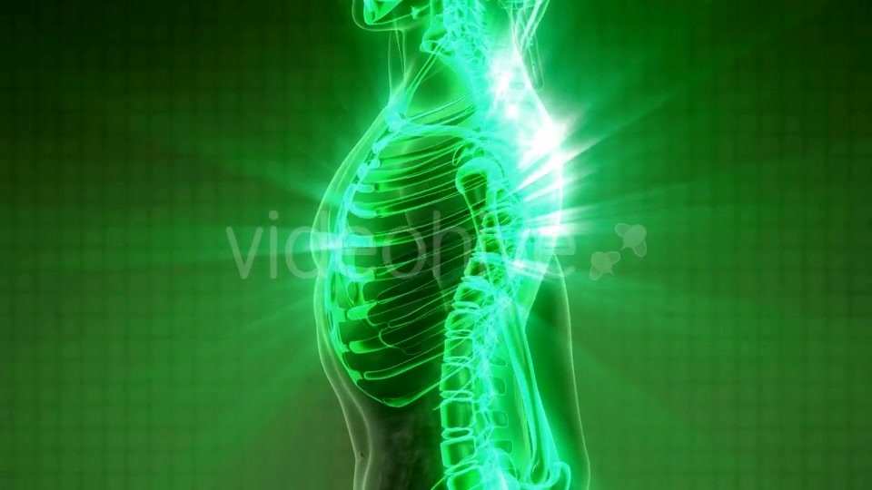 Human Body with Visible Skeletal Bones - Download Videohive 21082486