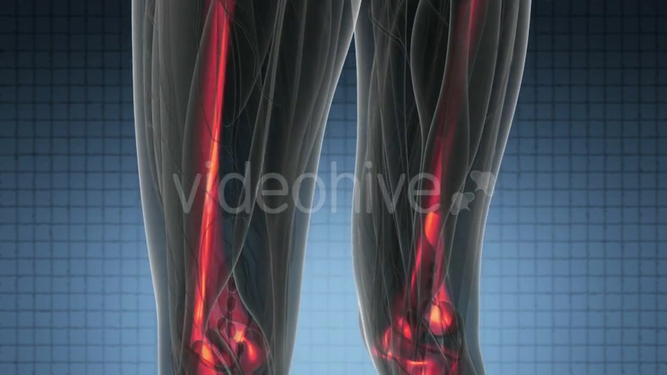 Human Body with Visible Skeletal Bones - Download Videohive 21094672