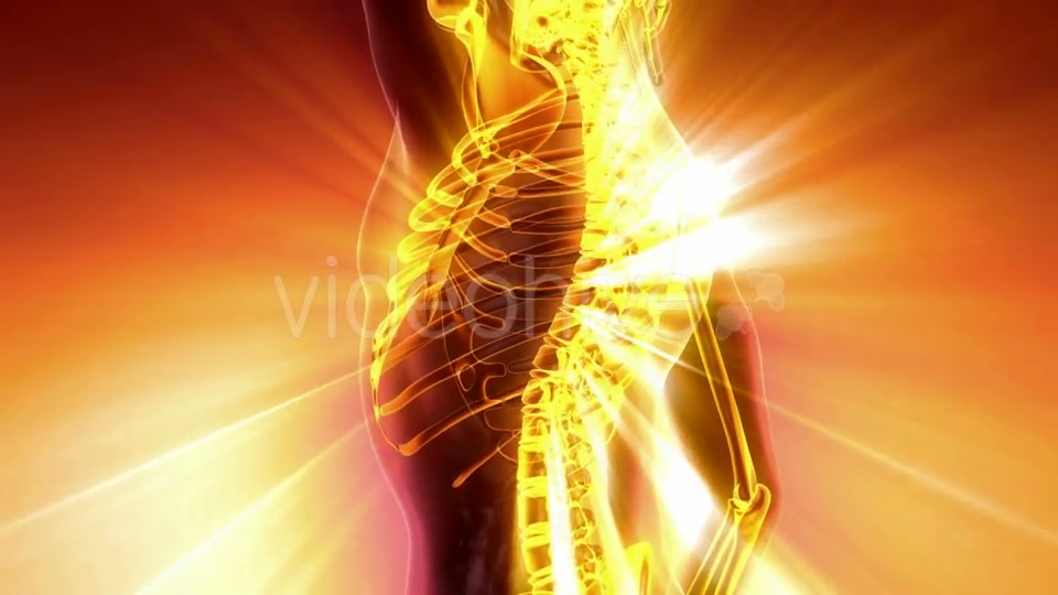 Human Body with Visible Skeletal Bones - Download Videohive 21094719