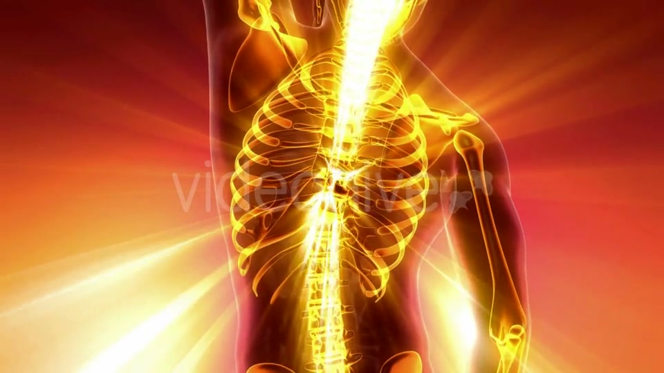 Human Body with Visible Skeletal Bones - Download Videohive 21094719
