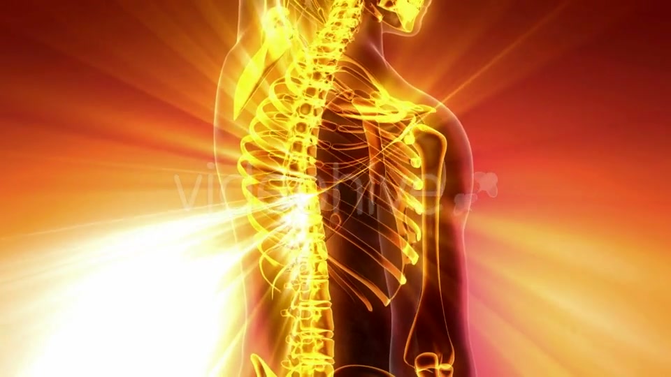 Human Body with Visible Skeletal Bones - Download Videohive 21094719