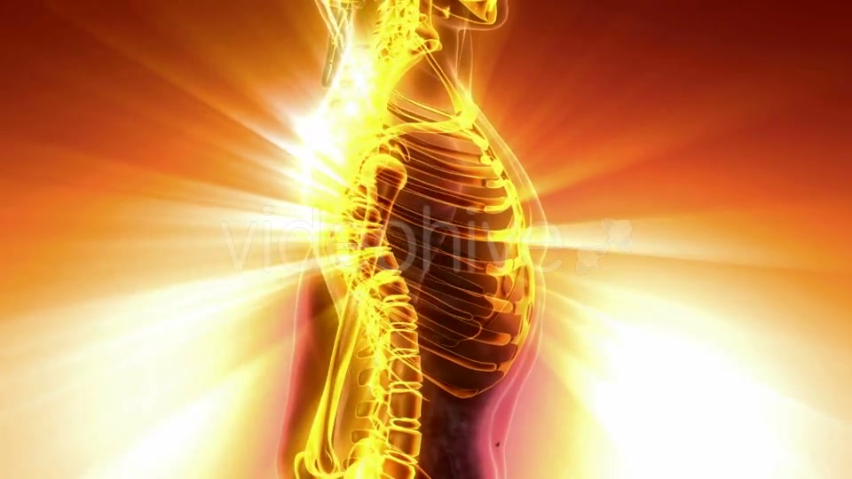 Human Body with Visible Skeletal Bones - Download Videohive 21094719