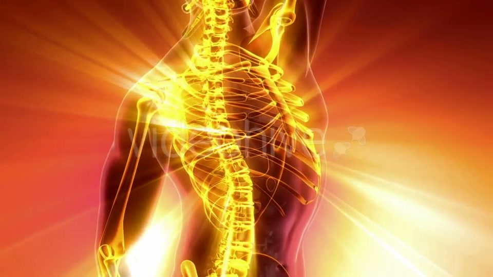 Human Body with Visible Skeletal Bones - Download Videohive 21094719