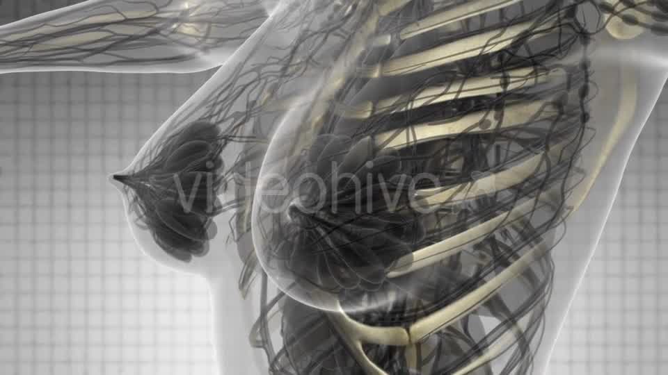 Human Body with Visible Skeletal Bones - Download Videohive 21142736