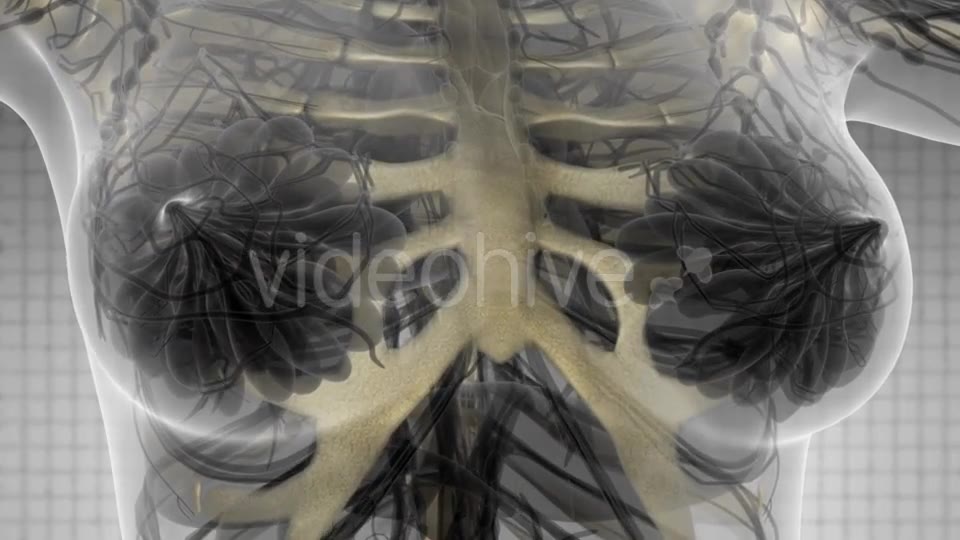 Human Body with Visible Skeletal Bones - Download Videohive 21142736