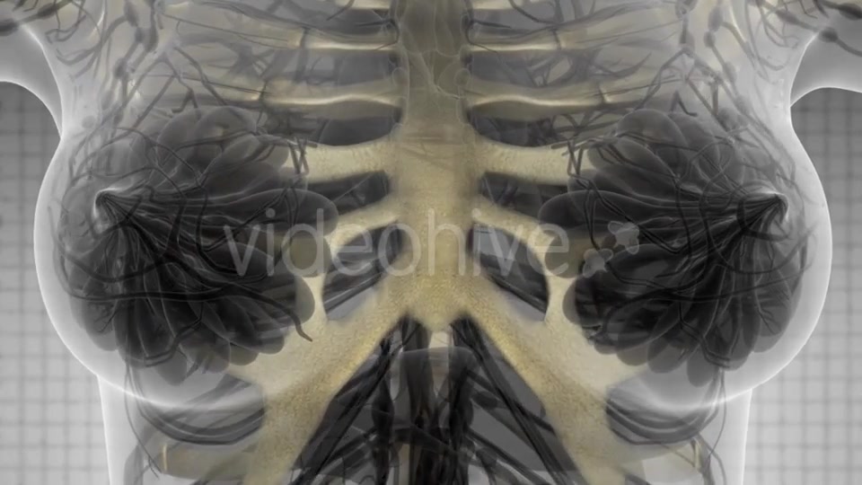 Human Body with Visible Skeletal Bones - Download Videohive 21142736