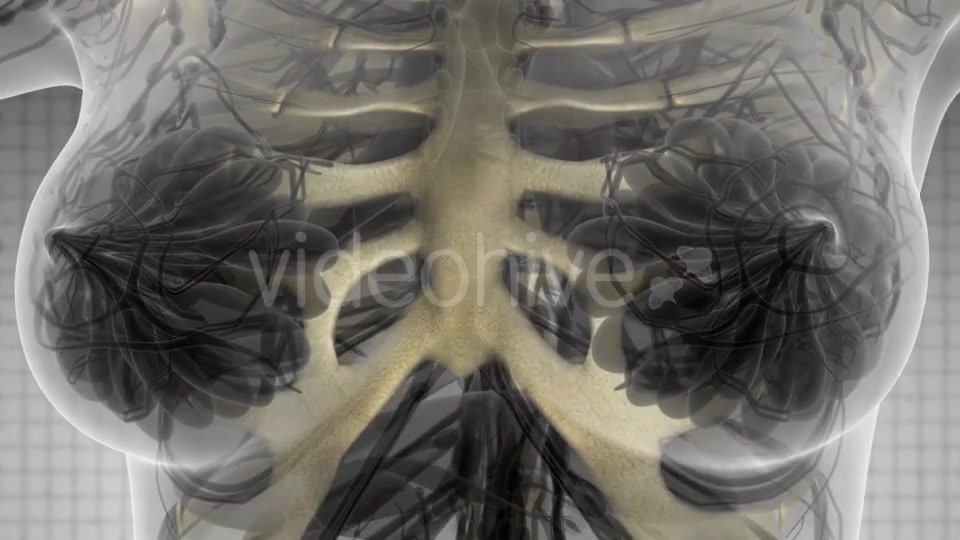 Human Body with Visible Skeletal Bones - Download Videohive 21142736