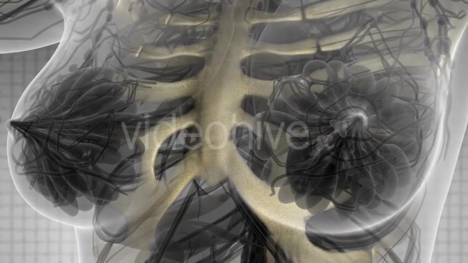 Human Body with Visible Skeletal Bones - Download Videohive 21142736