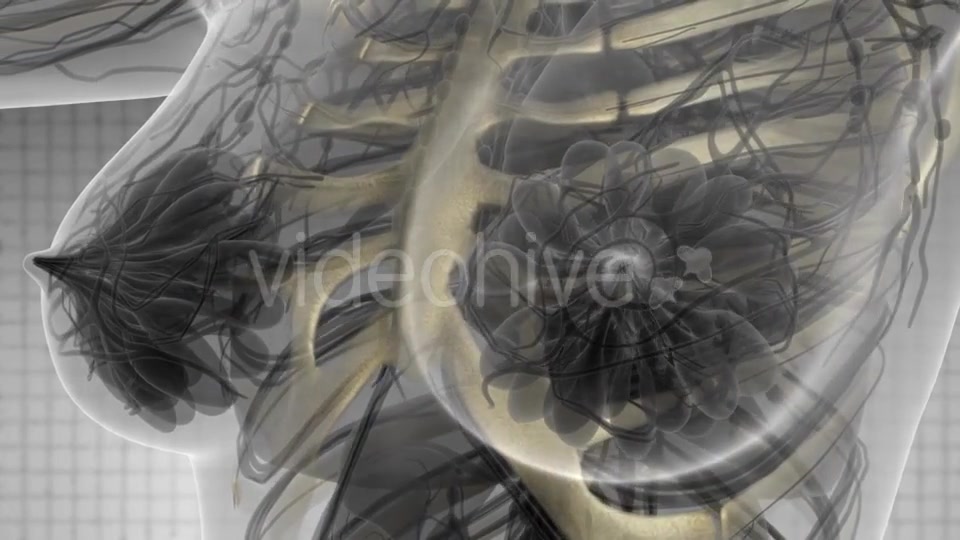 Human Body with Visible Skeletal Bones - Download Videohive 21142736