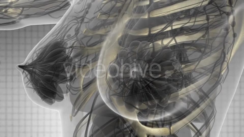 Human Body with Visible Skeletal Bones - Download Videohive 21142736