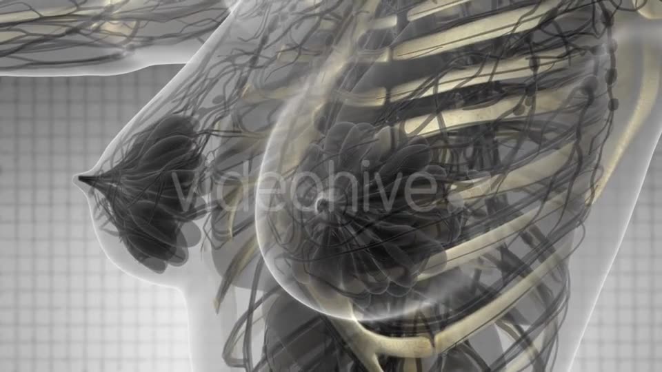 Human Body with Visible Skeletal Bones - Download Videohive 21142736