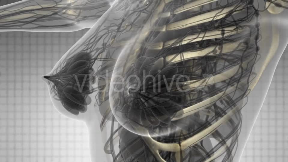 Human Body with Visible Skeletal Bones - Download Videohive 21142736