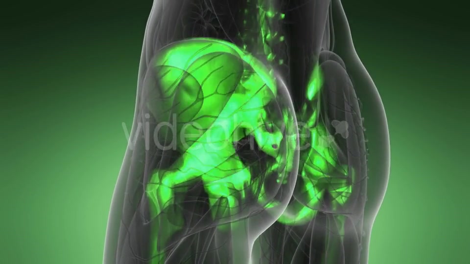 Human Body with Visible Skeletal Bones - Download Videohive 21142753