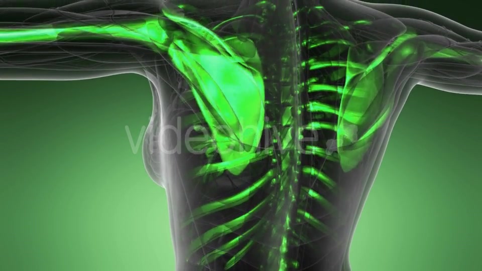 Human Body with Visible Skeletal Bones - Download Videohive 21142753