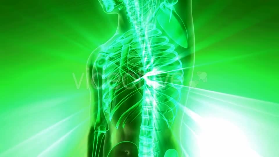 Human Body with Visible Skeletal Bones - Download Videohive 21142772