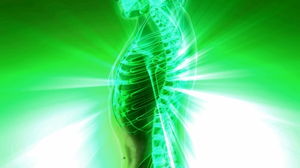 Human Body with Visible Skeletal Bones - Download Videohive 21142772