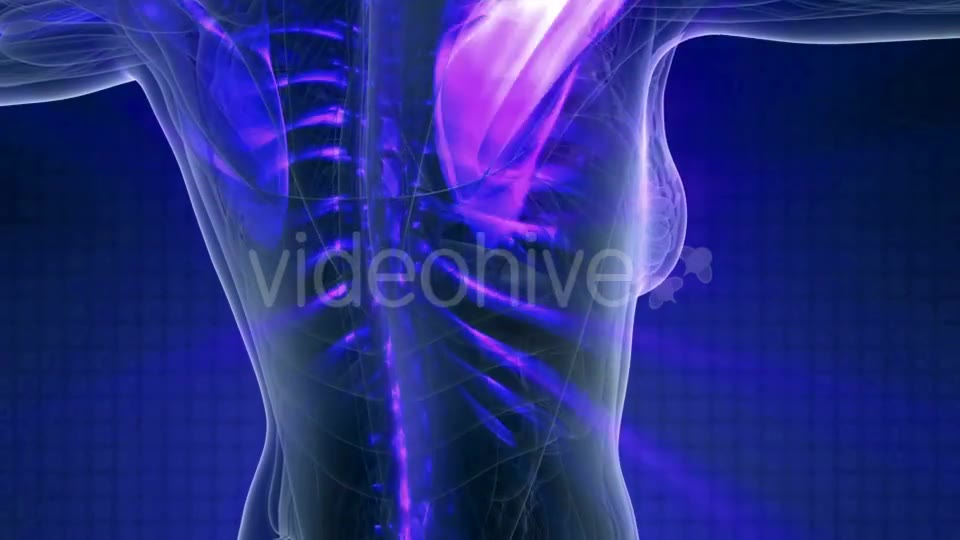 Human Body with Visible Skeletal Bones - Download Videohive 21142781