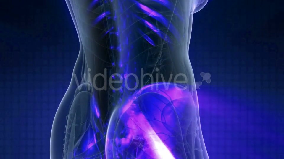 Human Body with Visible Skeletal Bones - Download Videohive 21142781