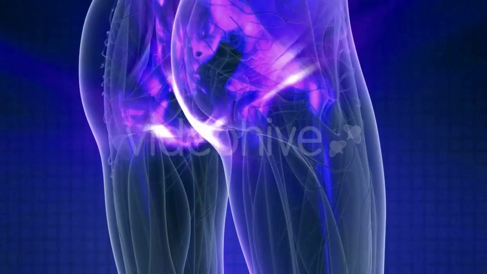 Human Body with Visible Skeletal Bones - Download Videohive 21142781