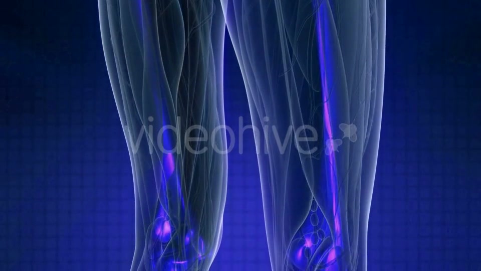 Human Body with Visible Skeletal Bones - Download Videohive 21142781