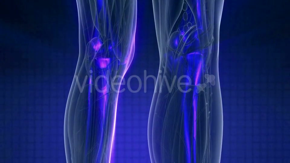 Human Body with Visible Skeletal Bones - Download Videohive 21142781