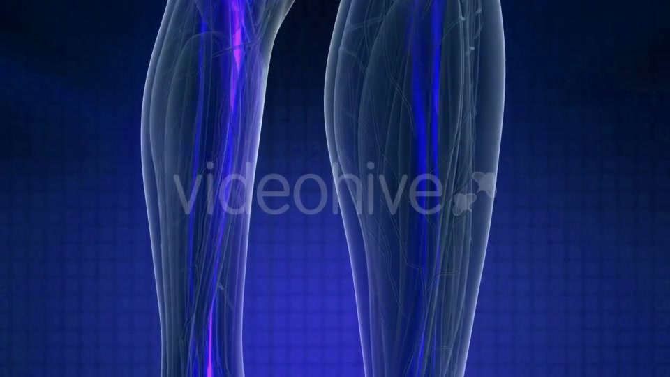 Human Body with Visible Skeletal Bones - Download Videohive 21142781