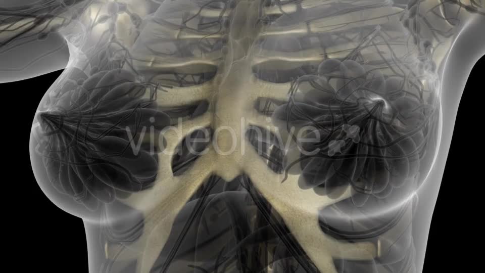 Human Body with Visible Skeletal Bones - Download Videohive 21204654