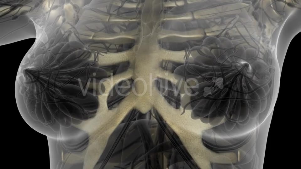 Human Body with Visible Skeletal Bones - Download Videohive 21204654