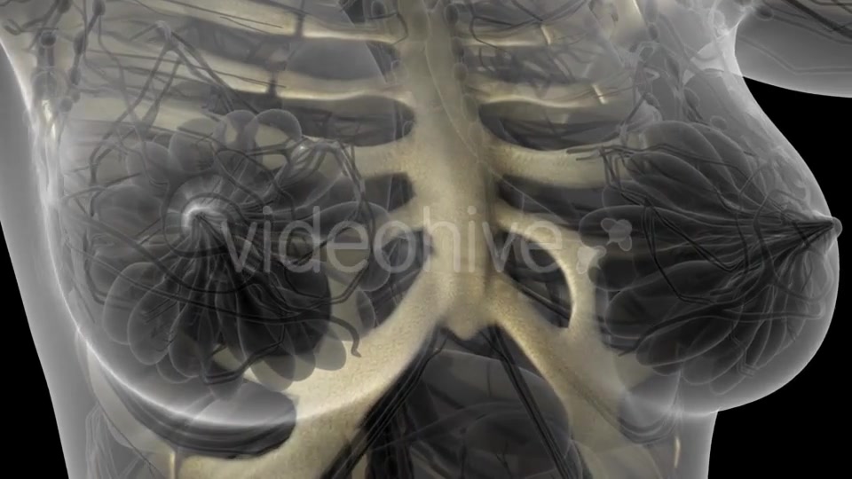 Human Body with Visible Skeletal Bones - Download Videohive 21204654