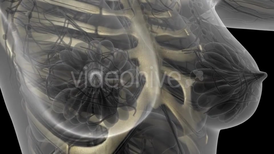 Human Body with Visible Skeletal Bones - Download Videohive 21204654