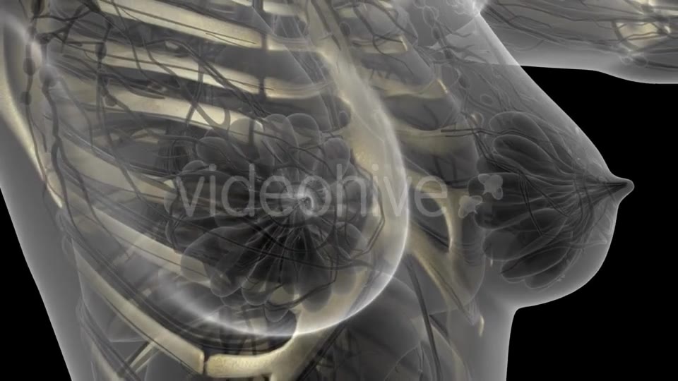 Human Body with Visible Skeletal Bones - Download Videohive 21204654