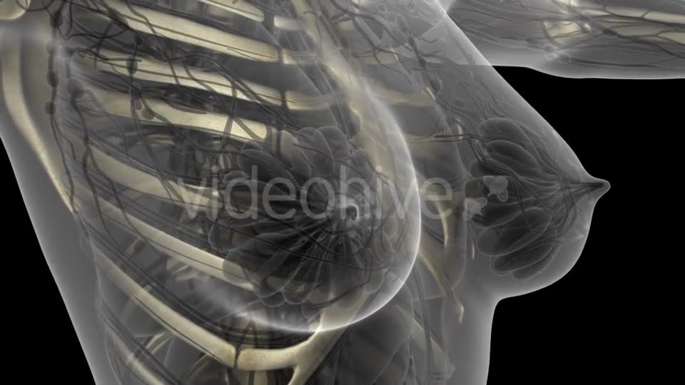 Human Body with Visible Skeletal Bones - Download Videohive 21204654