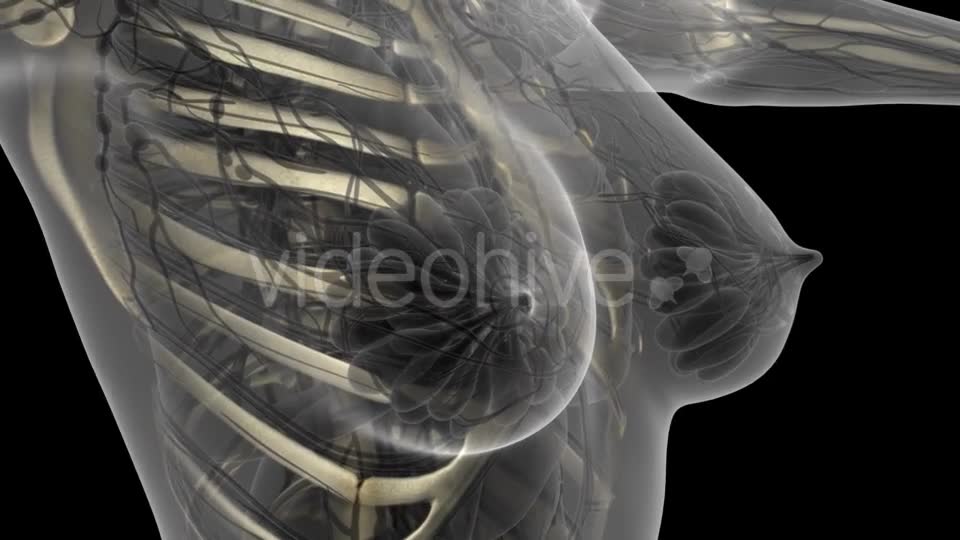 Human Body with Visible Skeletal Bones - Download Videohive 21204654