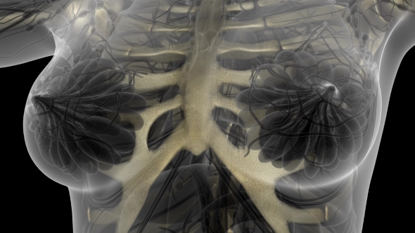 Human Body with Visible Skeletal Bones - Download Videohive 21204654