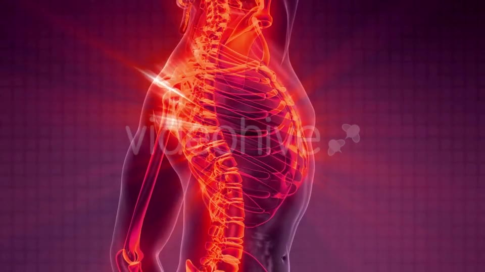 Human Body with Visible Skeletal Bones - Download Videohive 21204896