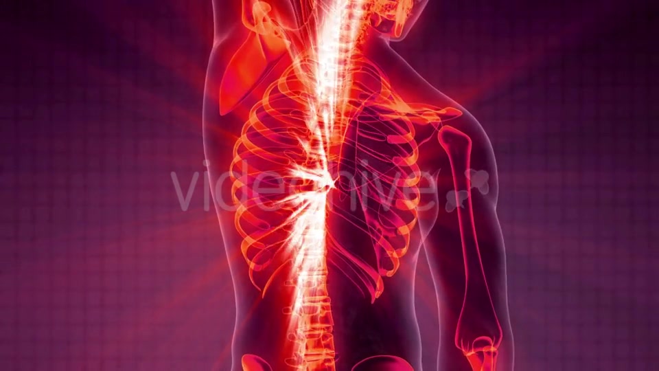 Human Body with Visible Skeletal Bones - Download Videohive 21204896