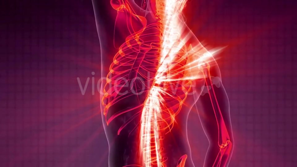 Human Body with Visible Skeletal Bones - Download Videohive 21204896